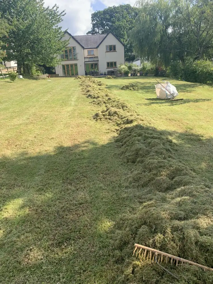 Lawn with collected thatch from scarification