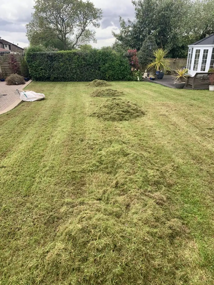 Piles of thatch from lawn scarification